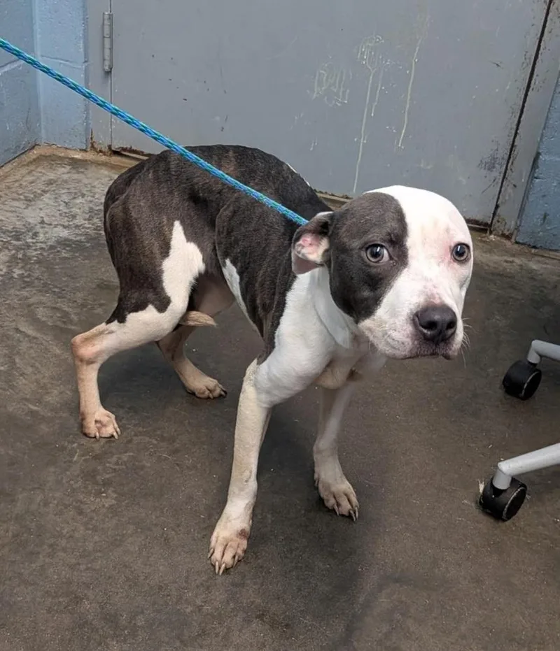 An adult medium-sized female Gray / Blue / Silver Pit Bull Terrier dog named Cheza for adoption in Evansville, IN