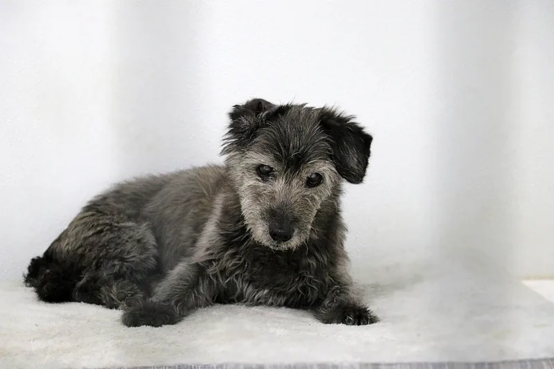 A senior small-sized male Gray / Blue / Silver Schnauzer dog named Remington for adoption in Dillon, MT