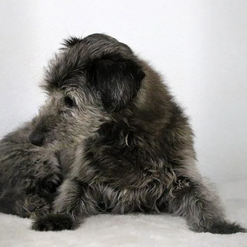 Remington thumbnail 2