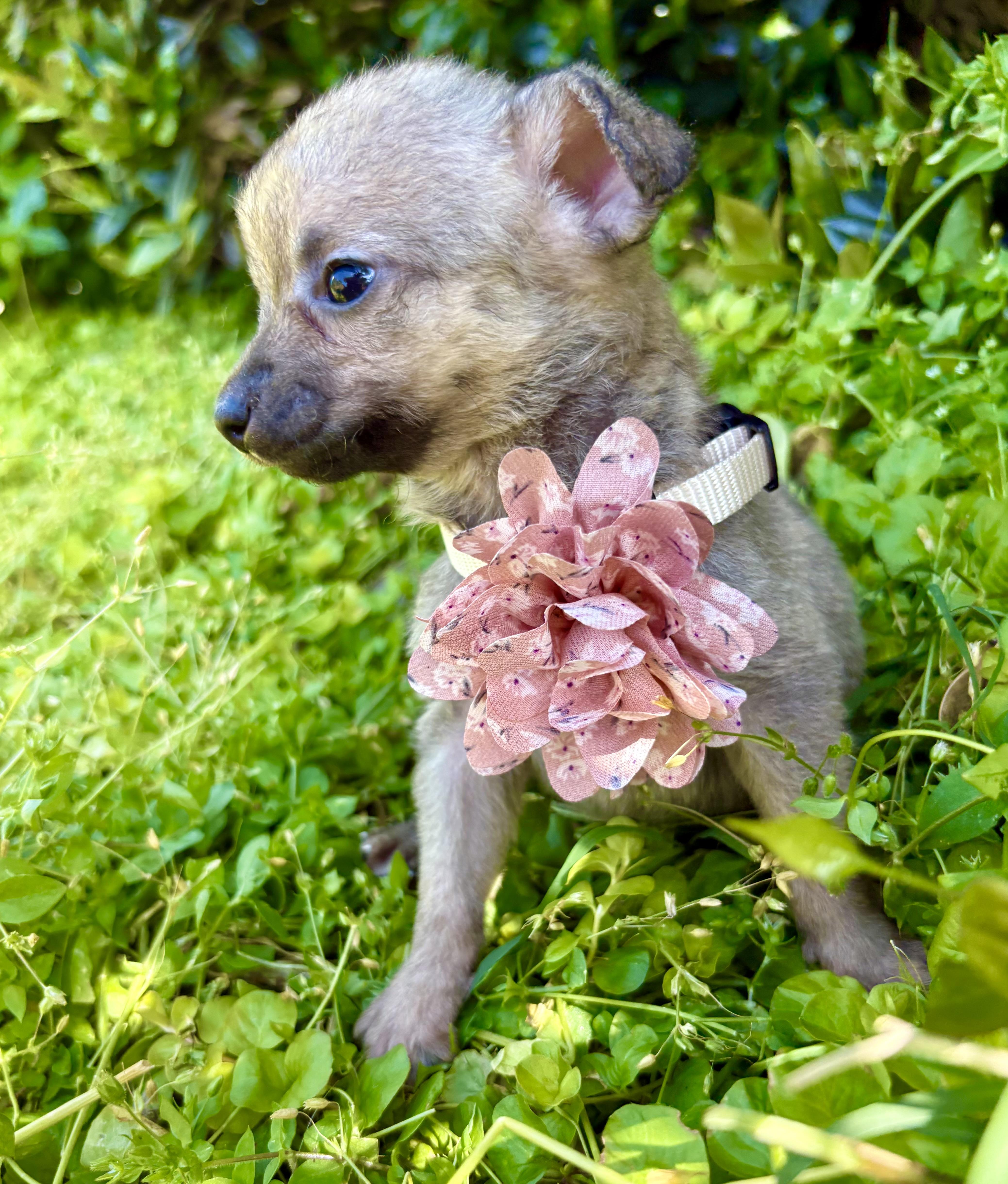 A baby small-sized female Yellow / Tan / Blond / Fawn Chihuahua dog named Zita for adoption in Pittsboro, NC