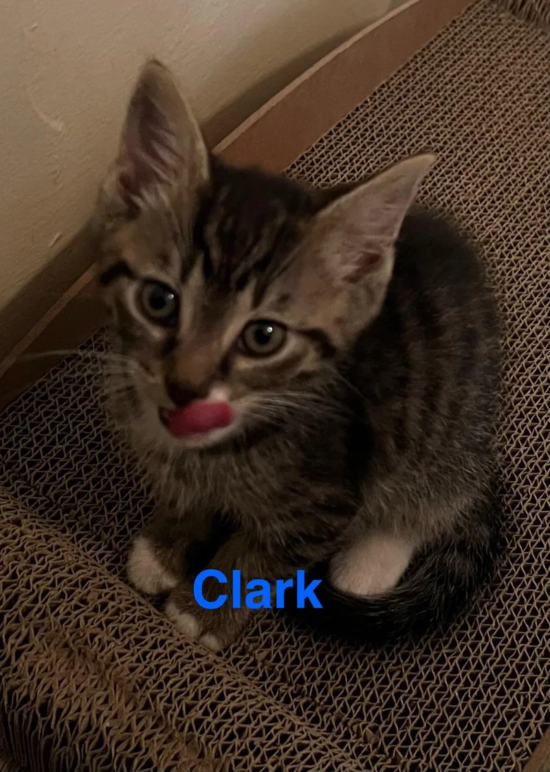A baby medium-sized male Tabby (Buff / Tan / Fawn) Domestic Medium Hair cat named Clarke for adoption in Yardley, PA