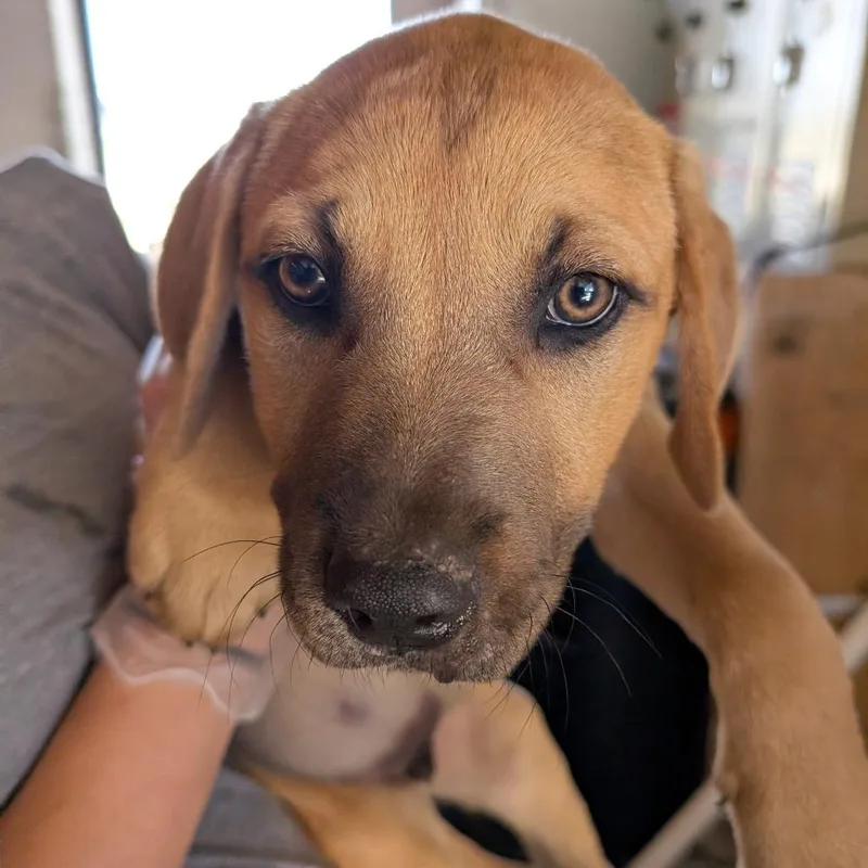 A baby large-sized male Brown / Chocolate Mixed Breed dog named Mitsubishi for adoption in Leander, TX