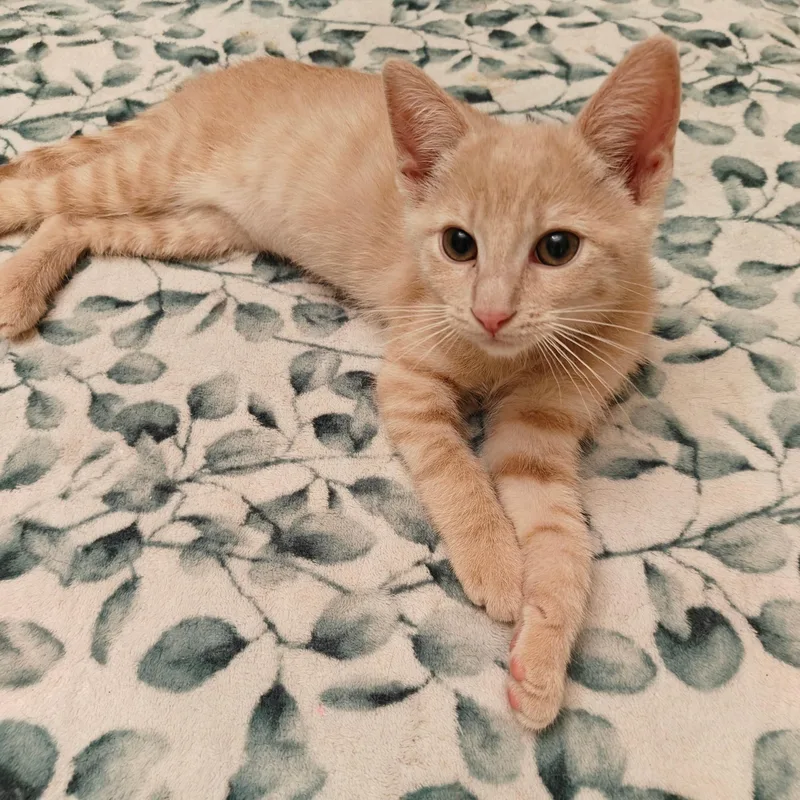 Lenhs Girl thumbnail 2