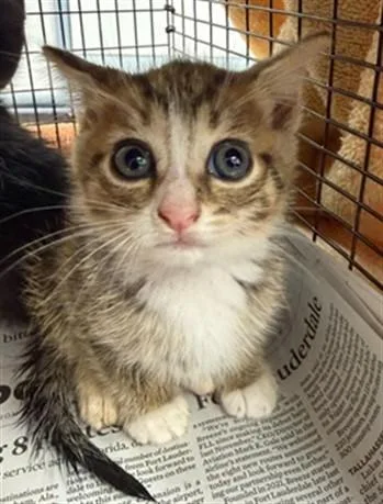 A baby small-sized female Domestic Short Hair cat named Lala for adoption in Fort Lauderdale, FL