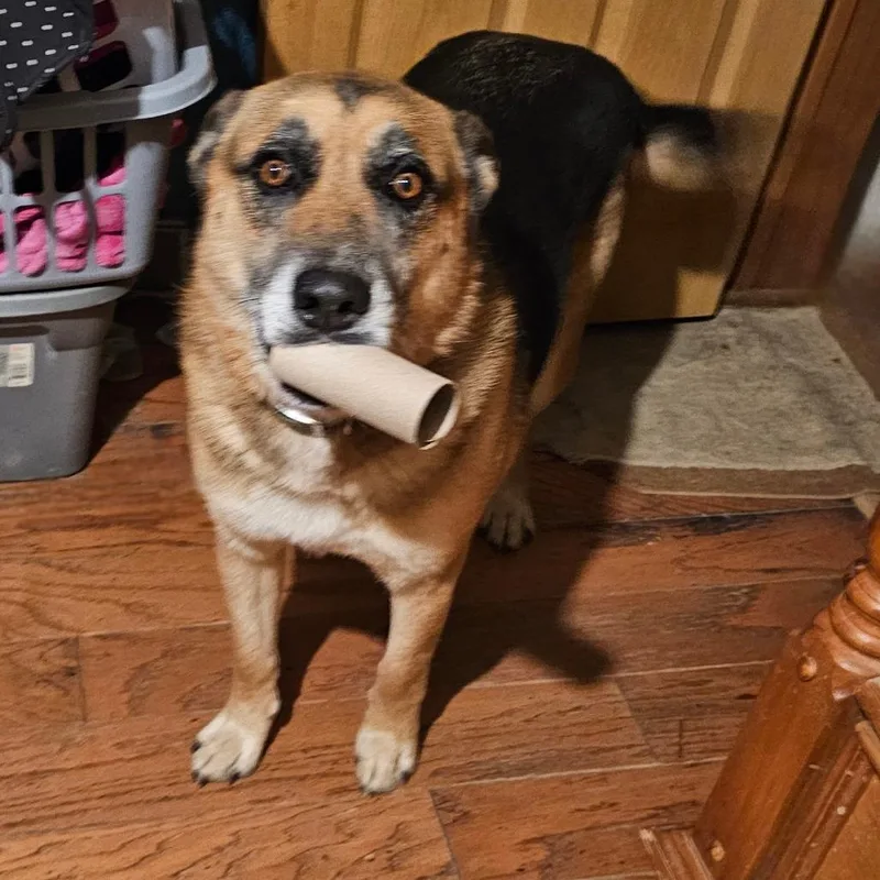 An adult large-sized male Black Shepherd dog named Deegan for adoption in mount vernon, AR