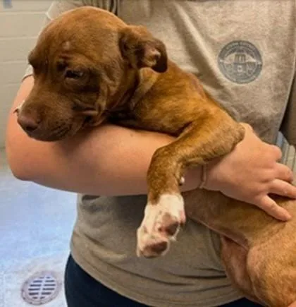 A baby medium-sized female Mixed Breed dog named Pumpkin for adoption in Madison, NJ