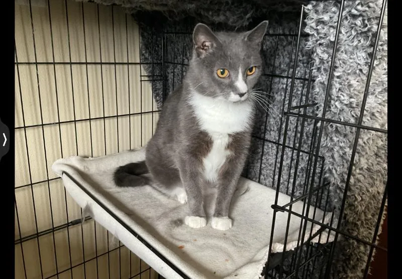 Lady Spencer thumbnail 2