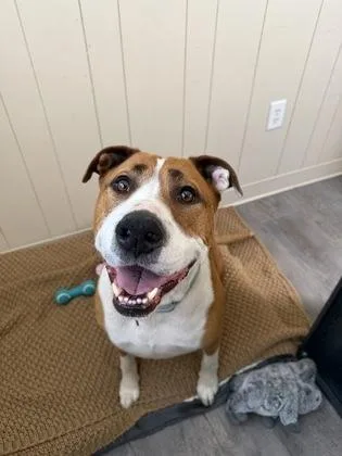 An adult large-sized male Bicolor Pit Bull Terrier dog named Clyde for adoption in Redmond, OR