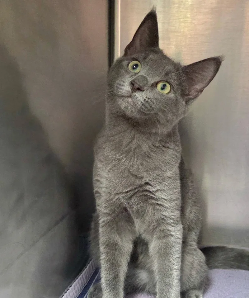 A baby medium-sized male Gray / Blue / Silver Domestic Short Hair cat named Pop Tart for adoption in Jacksonville, FL