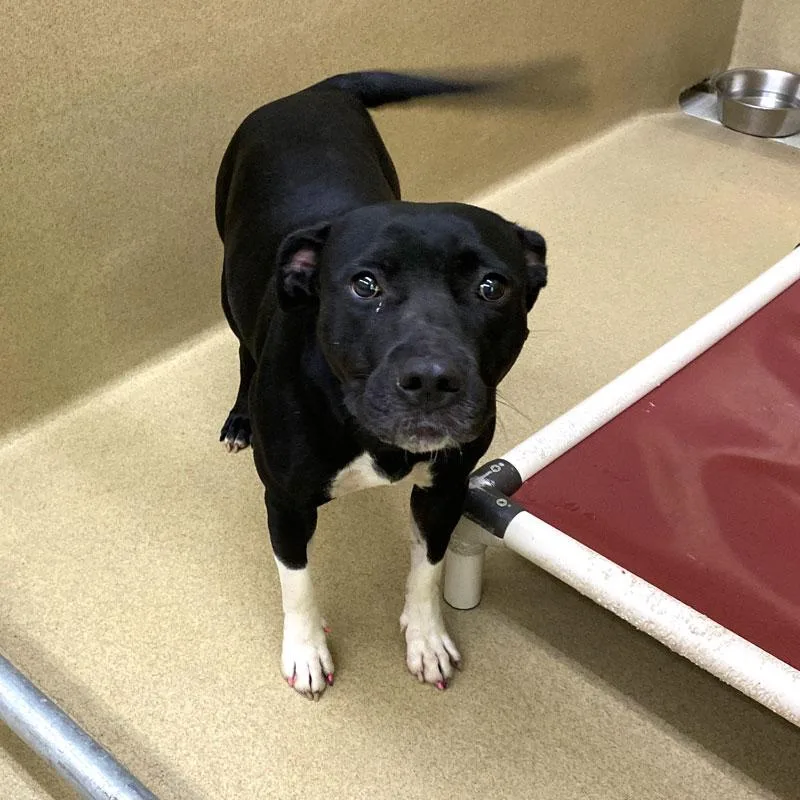 An adult medium-sized female Black Pit Bull Terrier dog named Brigid for adoption in Monroe, GA