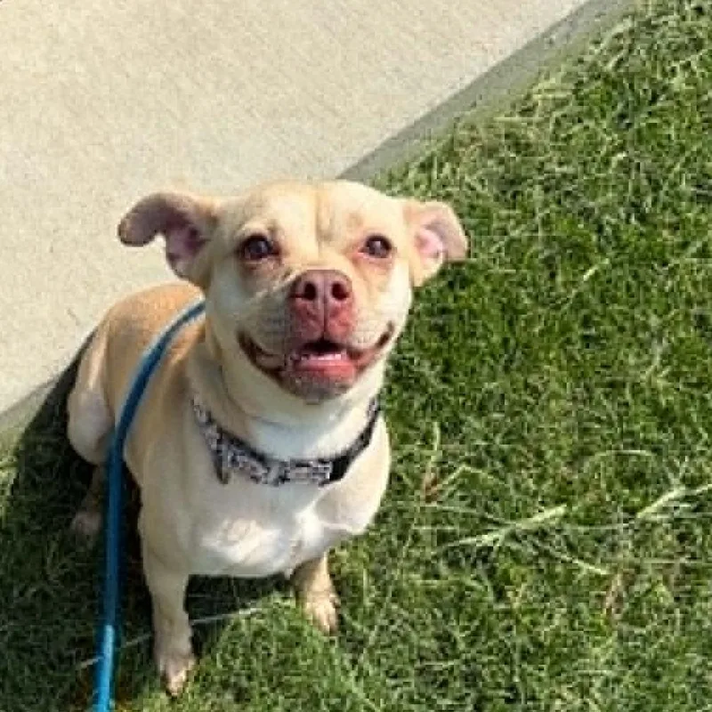 A young small-sized female Yellow / Tan / Blond / Fawn Terrier dog named Junebug for adoption in Concord, NC