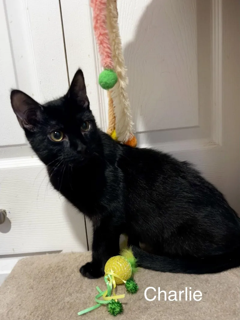 A young large-sized male Domestic Short Hair cat named Charlie for adoption in Ringwood, NJ