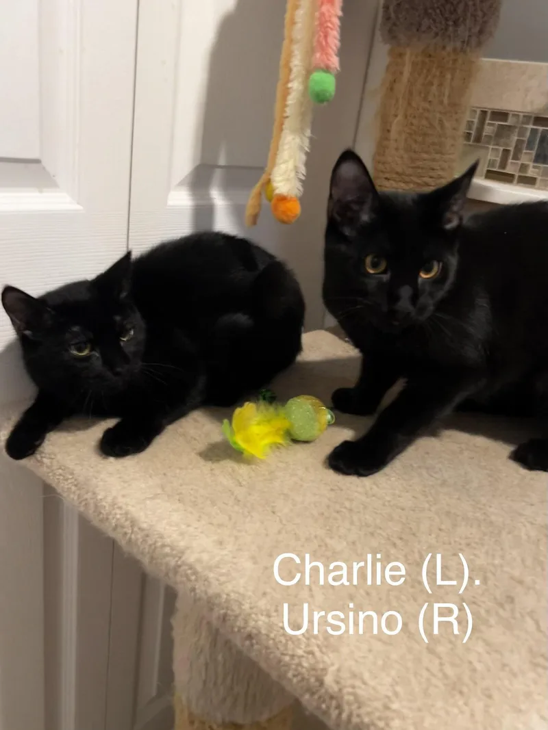 Charlie thumbnail 2