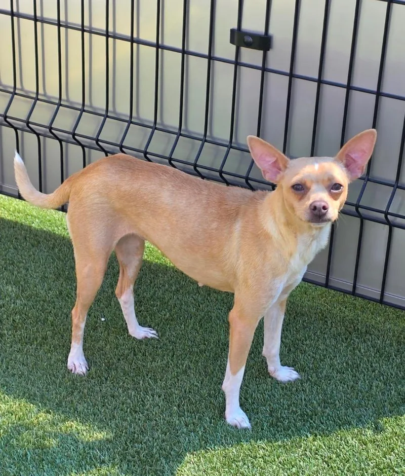 An adult small-sized female Yellow / Tan / Blond / Fawn Chihuahua dog named Panera for adoption in Shingle Springs, CA