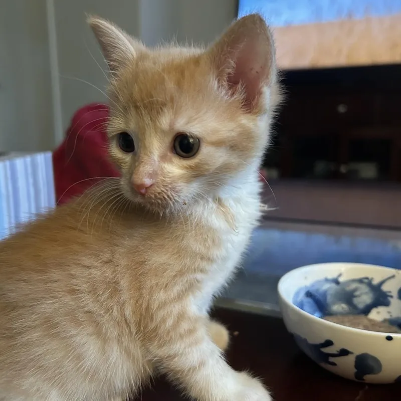 A baby small-sized male Orange / Red Domestic Short Hair cat named Peaches for adoption in Columbia, MO