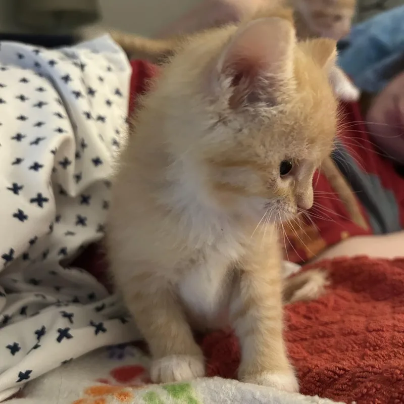 Peaches thumbnail 2