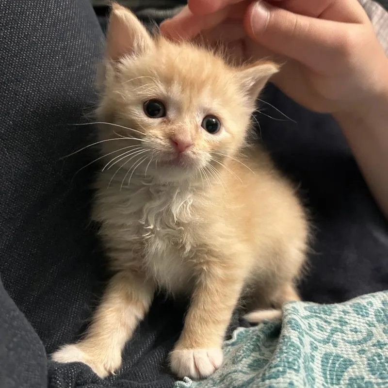 Peaches thumbnail 4
