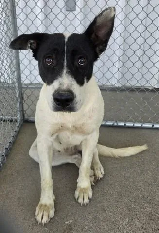 A young medium-sized female Terrier dog named Zecora for adoption in Bakersfield, CA
