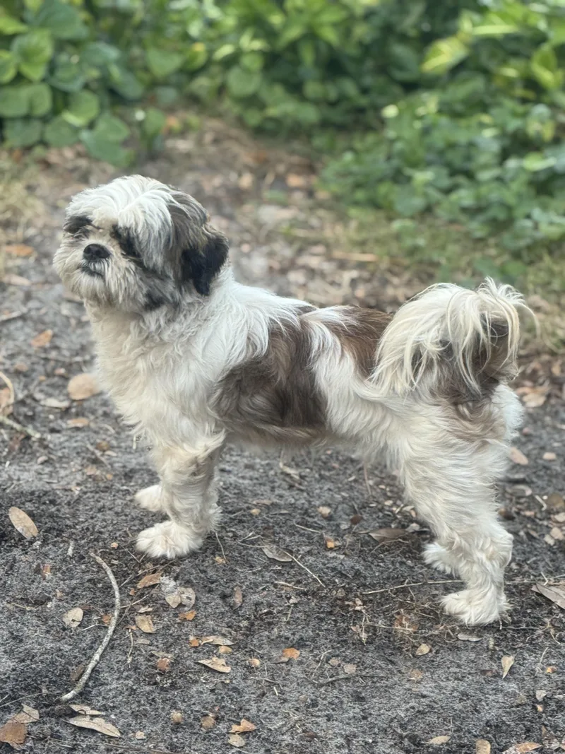 An adult small-sized male Shih Tzu dog named Kochi for adoption in Palm Harbor, FL