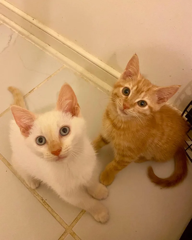 A baby small-sized female Tabby (Orange / Red) Domestic Short Hair cat named Junebug for adoption in Ashland, VA