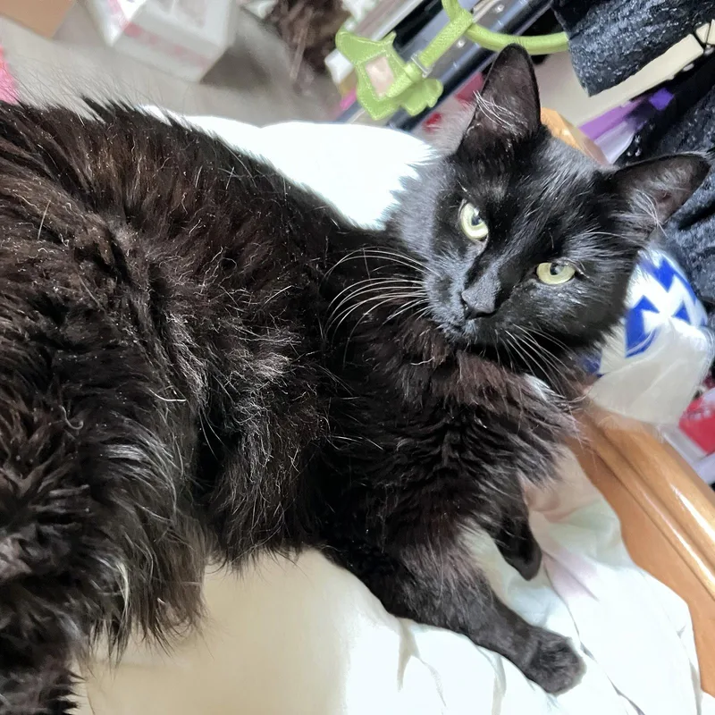 Penelope Resilientsweetheart
