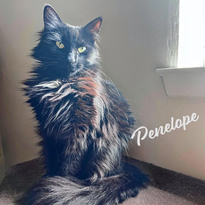 Penelope Resilientsweetheart thumbnail 2