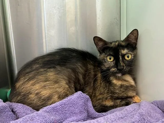 A young small-sized female Domestic Short Hair cat named Uma for adoption in Brighton, CO