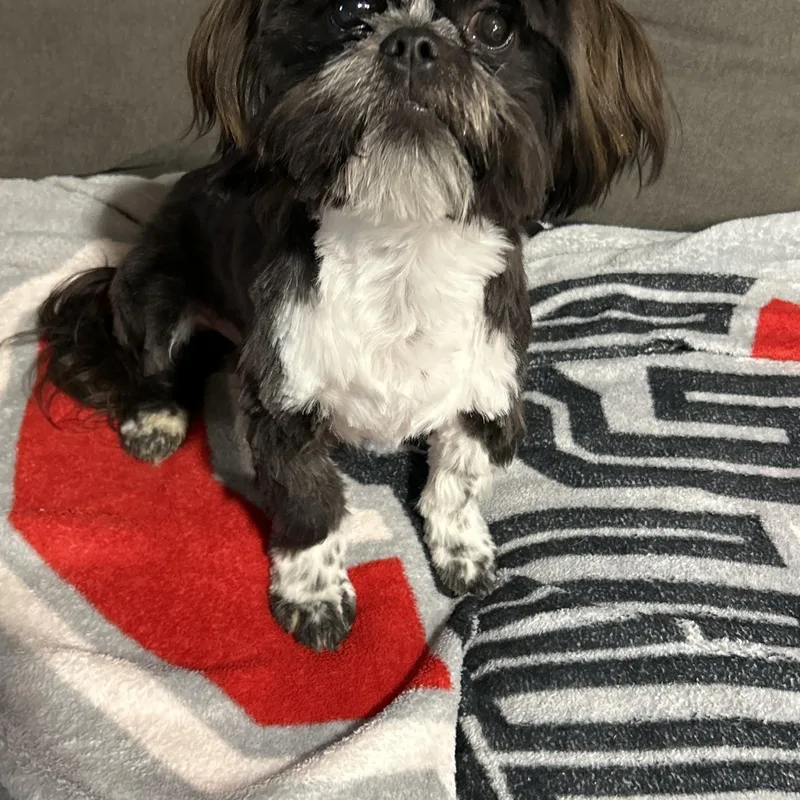A baby small-sized male Black Shih Tzu dog named Roady for adoption in Antwerp, OH