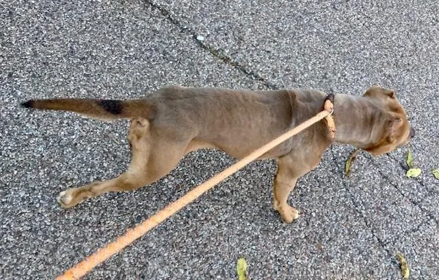 An adult large-sized female Mixed Breed dog named Keeta for adoption in Cincinnati, OH