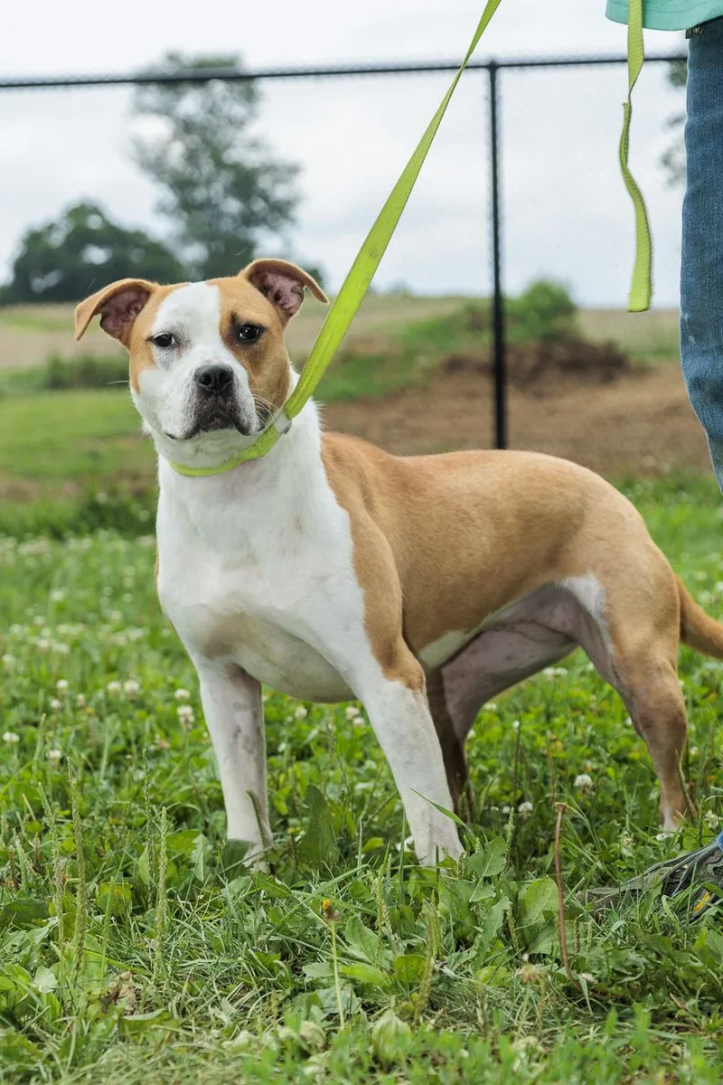 A young medium-sized female Pit Bull Terrier dog named Kendall for adoption in Chester Springs, PA