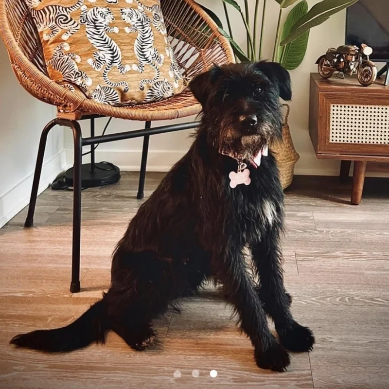 An adult medium-sized female Terrier dog named Cherry  Coming Soon! for adoption in Clifton, NJ