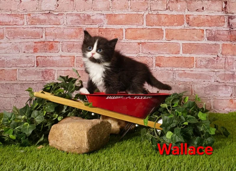 A baby medium-sized male Black & White / Tuxedo Domestic Medium Hair cat named Wallace for adoption in Waterloo, IA