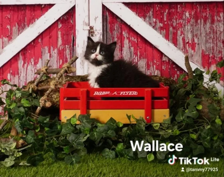 Wallace thumbnail 2