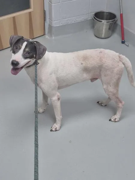 An adult large-sized male Labrador Retriever dog named Vc Goblin for adoption in Lawrenceville, GA