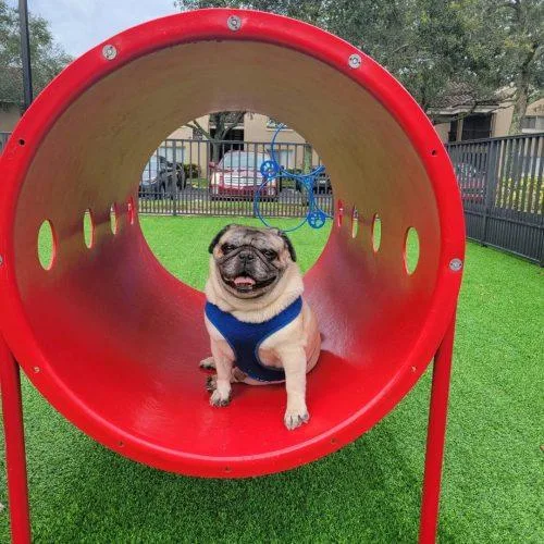 An adult small-sized male Yellow / Tan / Blond / Fawn Pug dog named Toby for adoption in Fort Lauderdale, FL