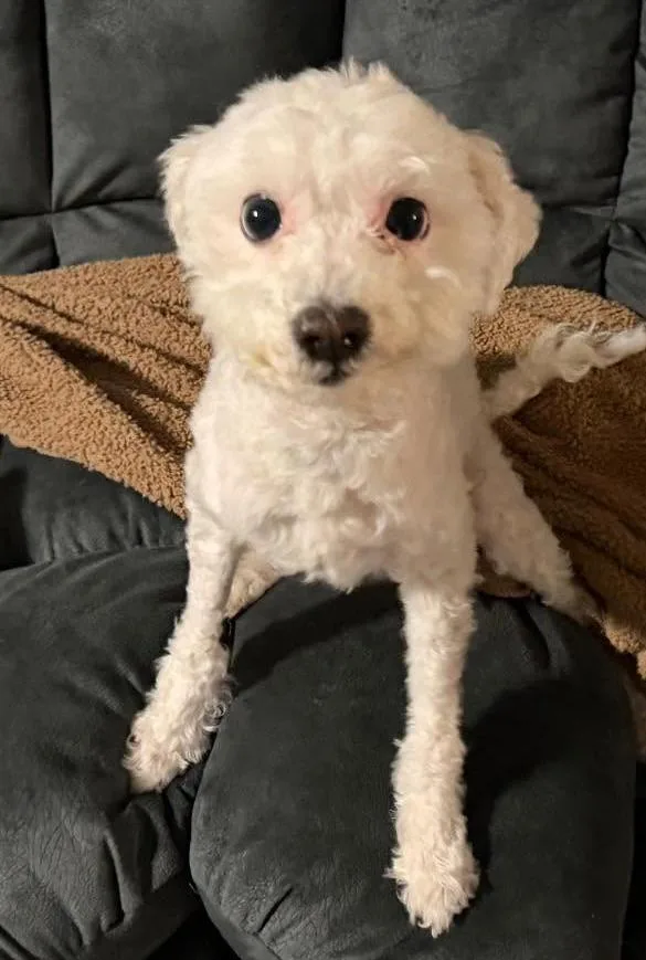 Diva