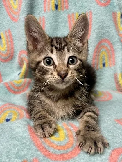 A young medium-sized male Tabby (Brown / Chocolate) Domestic Short Hair cat named Asteroid Destroyer for adoption in Plano, TX