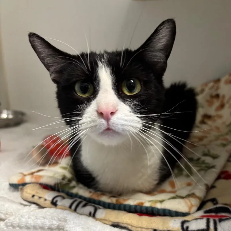 A young medium-sized female Black Domestic Short Hair cat named Angelica for adoption in Naperville, IL