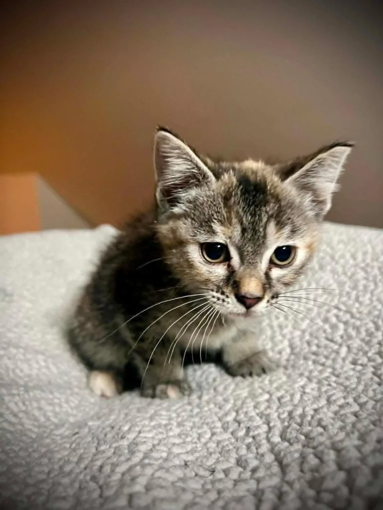 A baby small-sized female Domestic Short Hair cat named Baby Shark for adoption in Detroit, MI