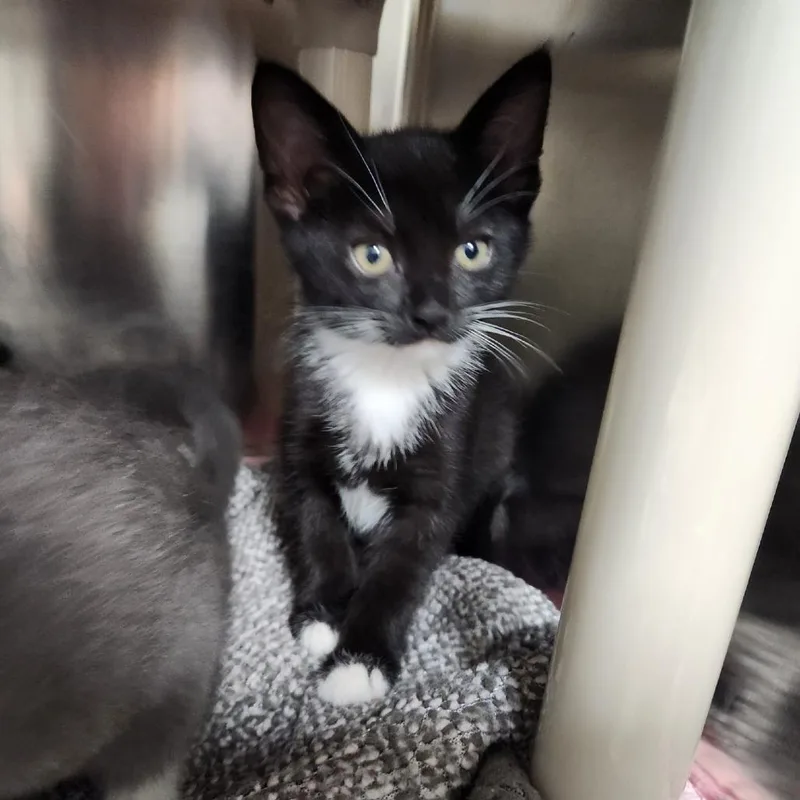 A baby small-sized female Black Domestic Short Hair cat named Draculaura for adoption in Grand Rapids, MI