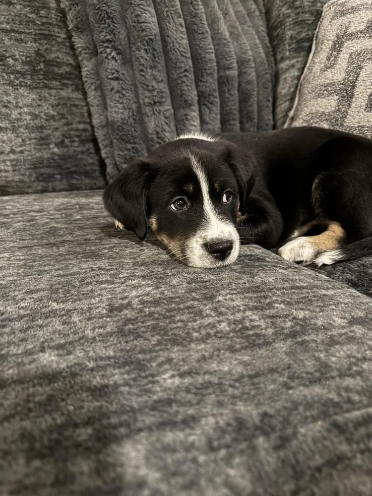 A baby medium-sized male Border Collie dog named Maverick for adoption in Warr Acres, OK