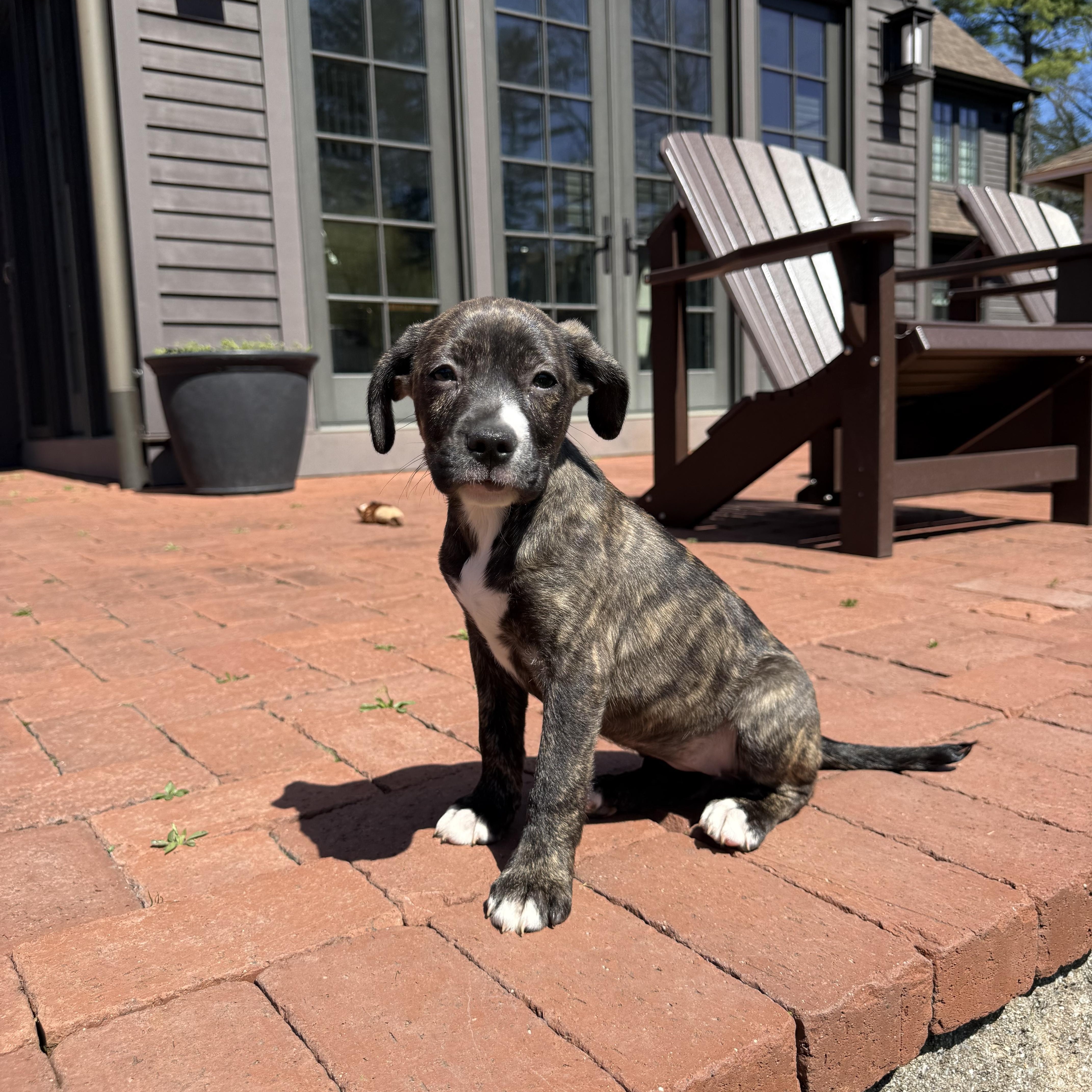 A baby medium-sized female Brindle Labrador Retriever dog named Bailey for adoption in Randolph, NJ