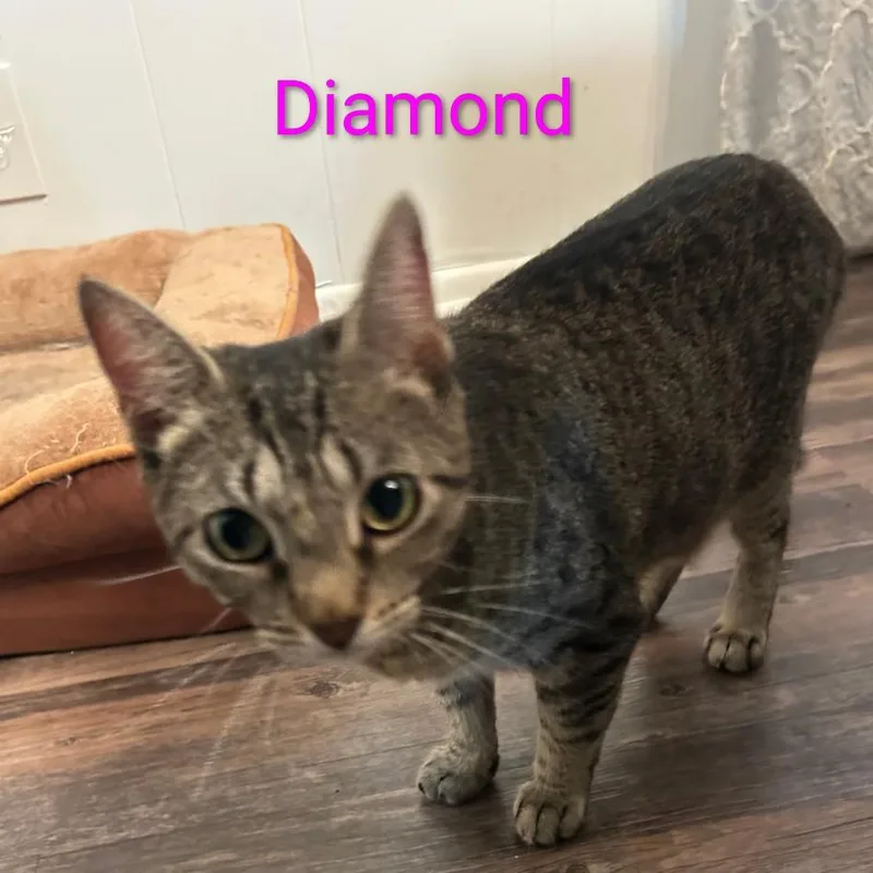 A young small-sized female Brown / Chocolate Domestic Short Hair cat named Diamond for adoption in Carmel, IN