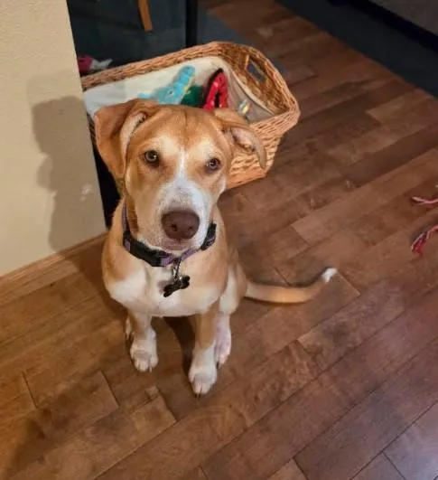 A young medium-sized female Labrador Retriever dog named Libby for adoption in Sheboygan, WI