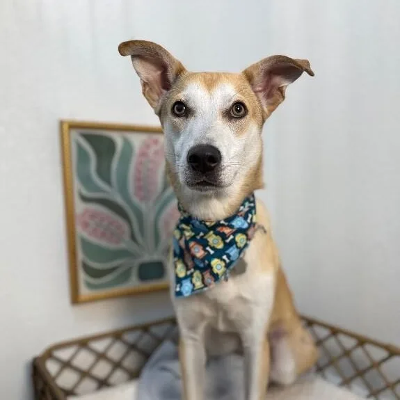 A young medium-sized male Yellow / Tan / Blond / Fawn Labrador Retriever dog named Joey Golden Sweeter Than for adoption in Friendswood, TX