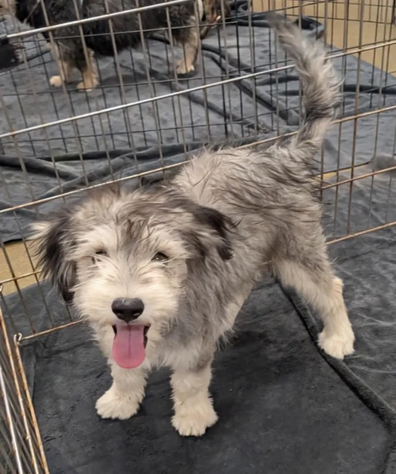 A baby medium-sized male Schnauzer dog named Tovi for adoption in Saint David, AZ