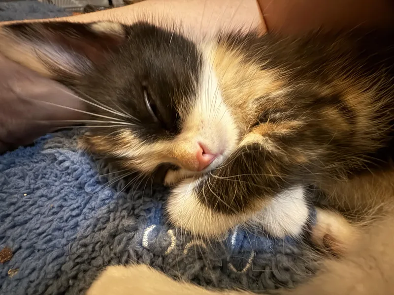 A baby medium-sized female American Shorthair cat named Snickers for adoption in Port Washington, WI