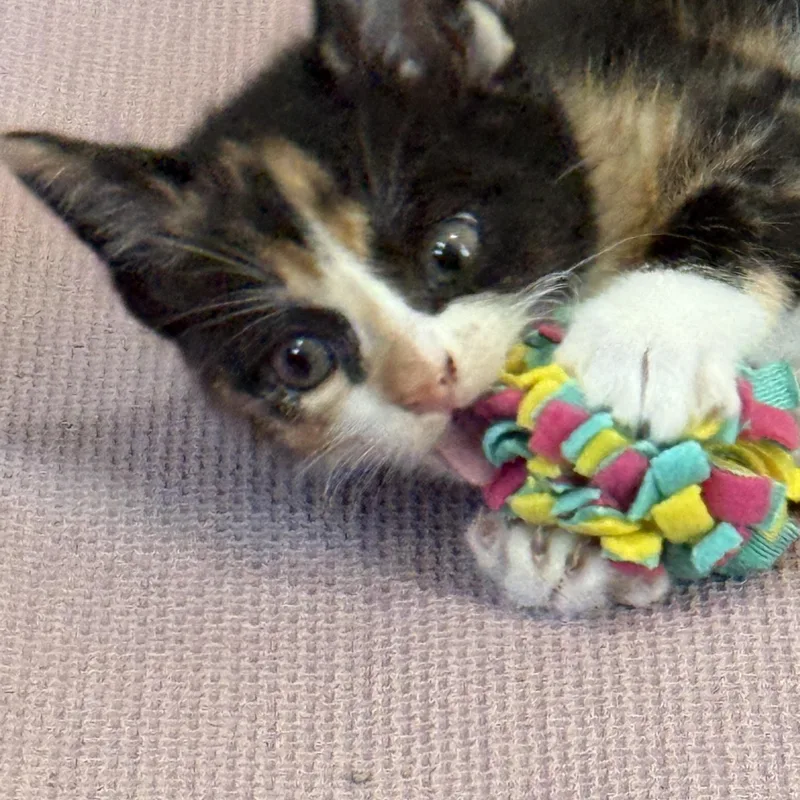 Snickers thumbnail 2