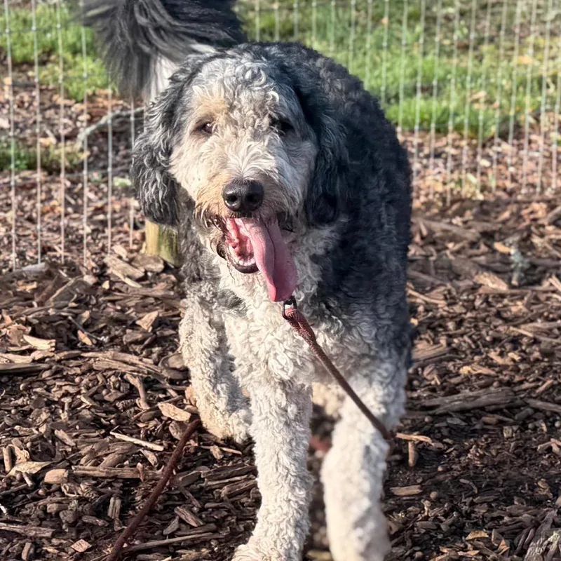 Laszlo