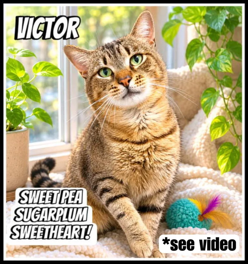 Victor thumbnail 2